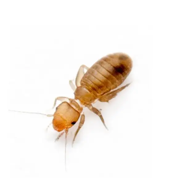 Psocid on a white background - Keep pests away from your home with Bug Out in NC