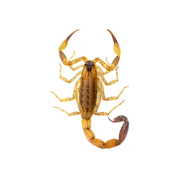 Scorpion on a white background - Keep pests away from your home with Bug Out in NC