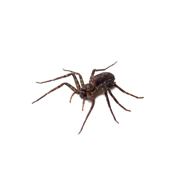 Spider on a white background - Keep pests away from your home with Bug Out in NC