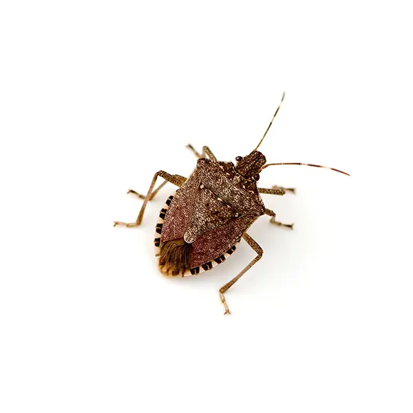 Stinkbug on a white background -Keep pests away from your home with Bug Out in NC