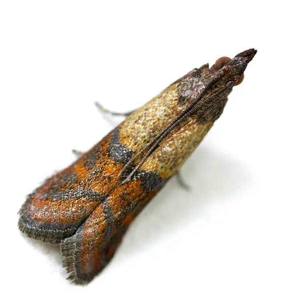 Stored product moth on a white background - Keep pests away from your home with Bug Out in NC