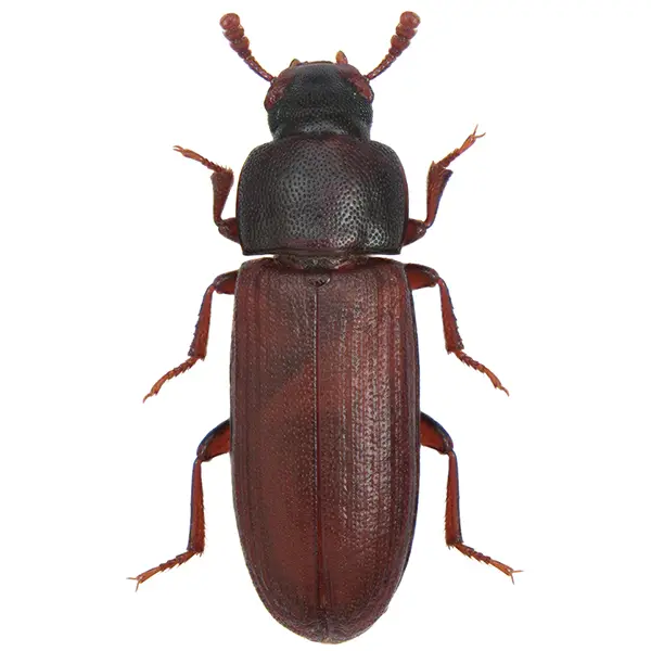 Stored product beetle on a white background - Keep pests away from your home with Bug Out in NC