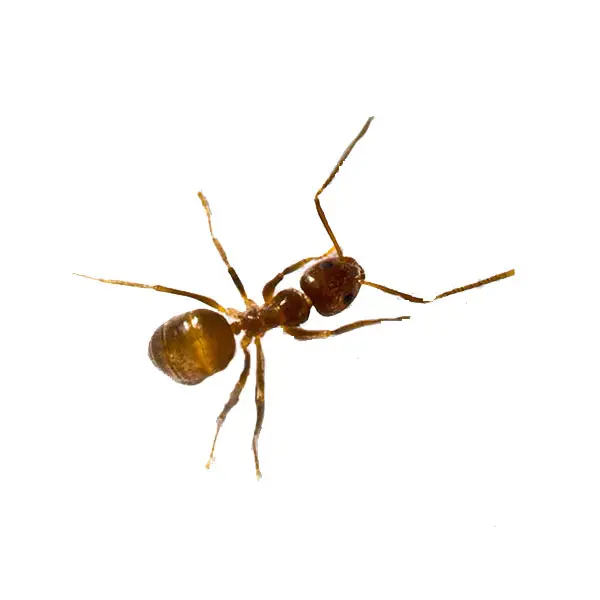 Tawny crazy ant on a white background -Keep pests away from your home with Bug Out in NC