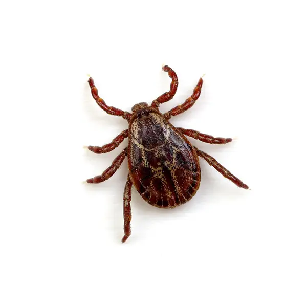 Tick on a white background - Keep pests away from your home with Bug Out in NC