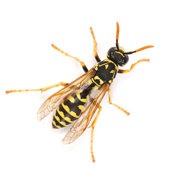 Wasp on a white background - Keep pests away from your home with Bug Out in NC