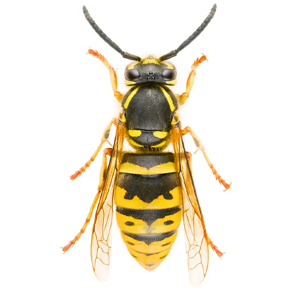 Yellowjacket on a white background - Keep pests away from your home with Bug Out in NC