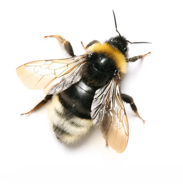 Bumblebee on a white background - Keep pests away from your home with Bug Out in NC