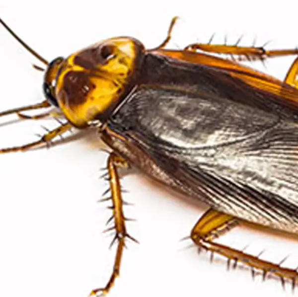 American cockroach on a white background