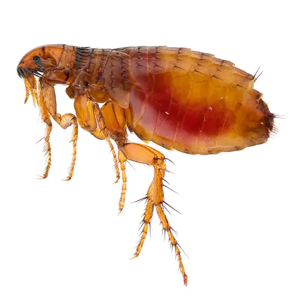 Flea on a white background - Keep pests away from your home with Bug Out in NC