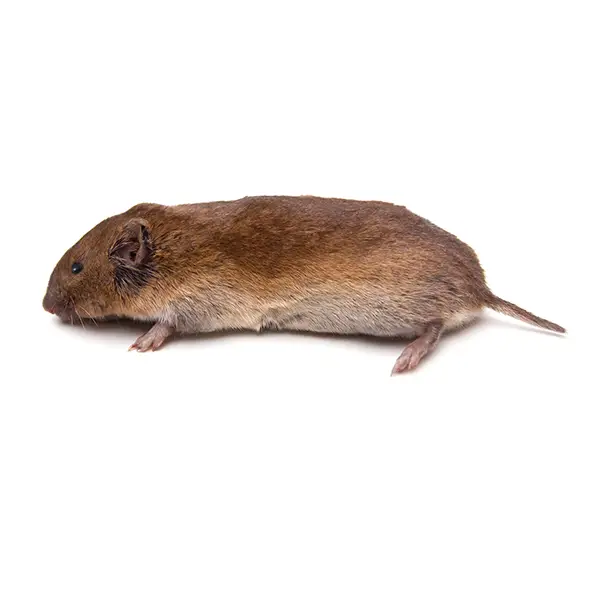 Vole on a white background - Keep pests away from your home with Bug Out in NC