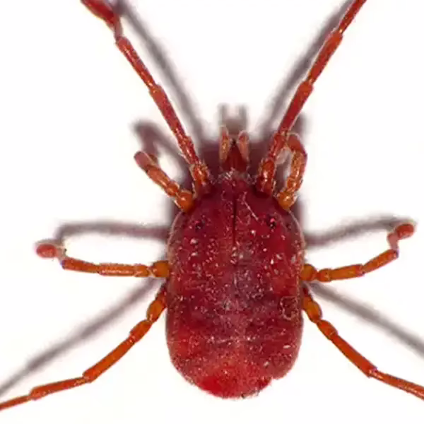 Closeup of a mite