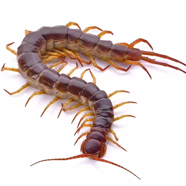 Centipede on a white background