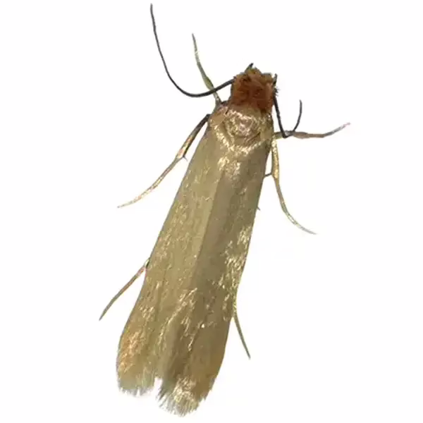 Clothes moth on a white background