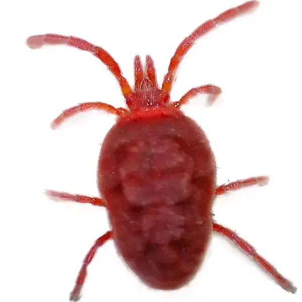 Clover mite on a white background