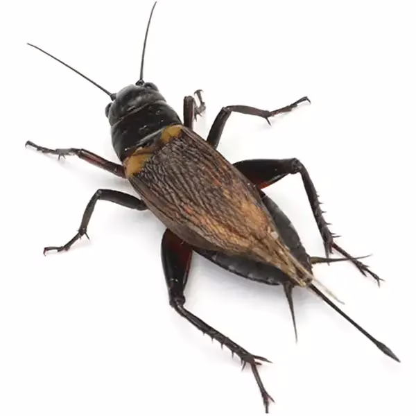 Cricket on a white background