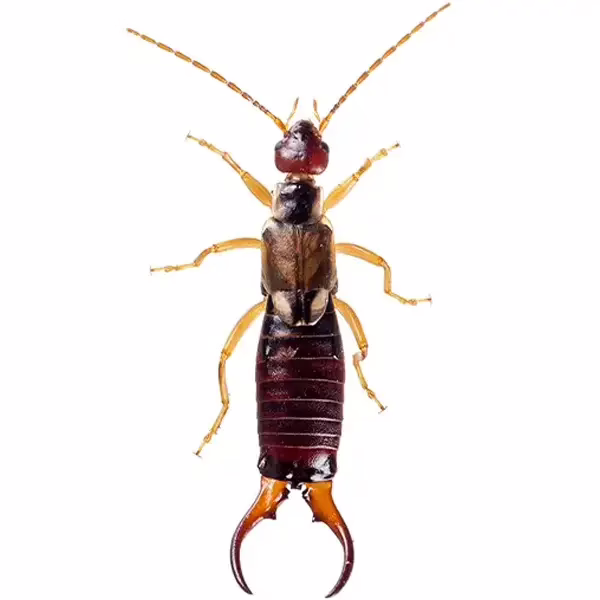 Earwig on a white background