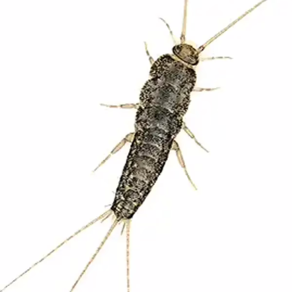 Fire brat on a white background