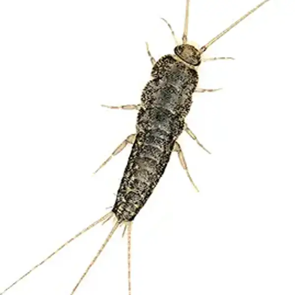Firebrands Insect Pest Protection Plans | Preventative Pest Control for Homes