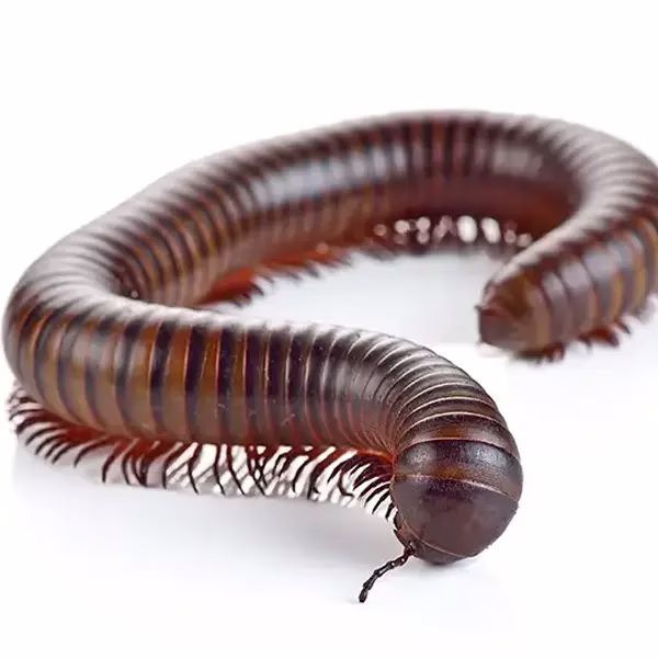 Millipede on a white background