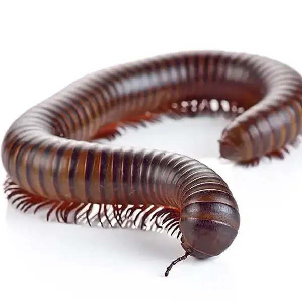 Millipede Protection Pest Protection Plans | Preventative Pest Control for Homes
