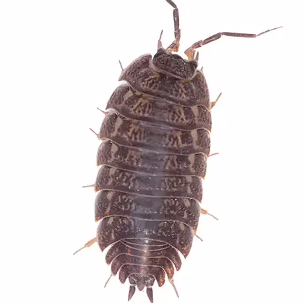 Pill Bug on a white background