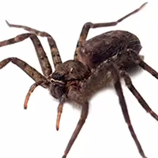 Spider on a white background