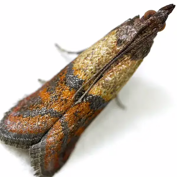 Indian moth on a white background
