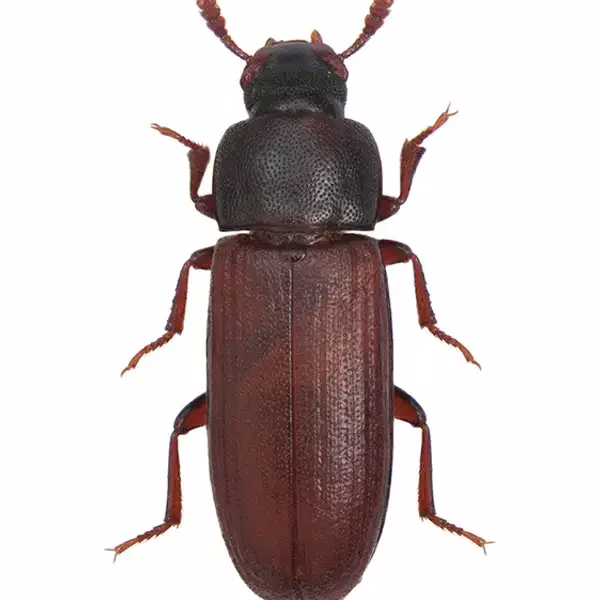 stored product beetle on a white background