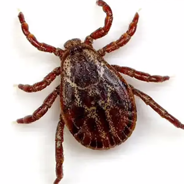 Tick on a white background