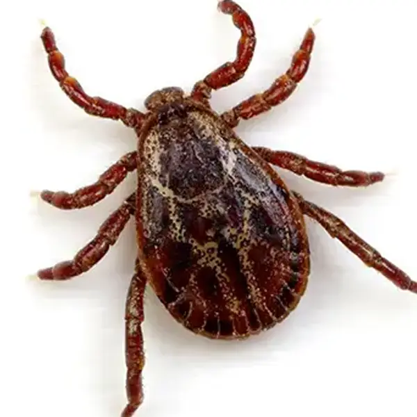 Gallery Detail: Pest Protection Plans Preventative Pest Control For Homes