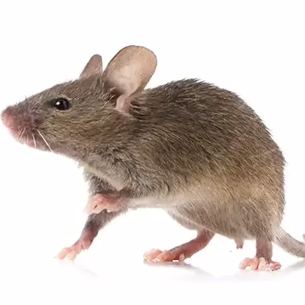 Rat on a white background