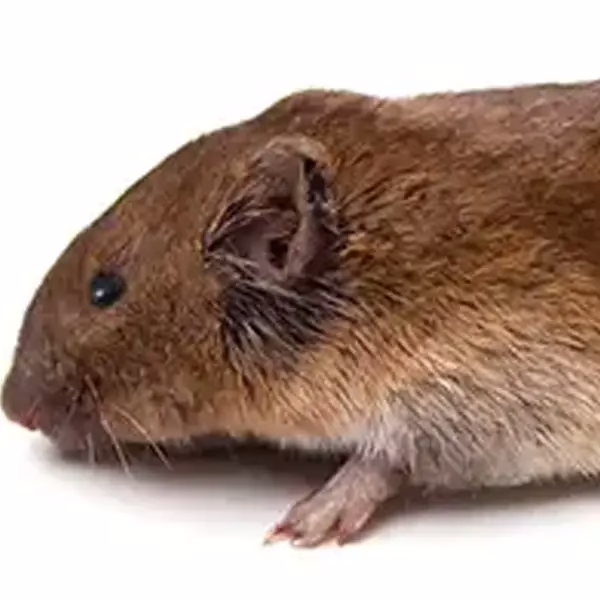 Vole on a white background