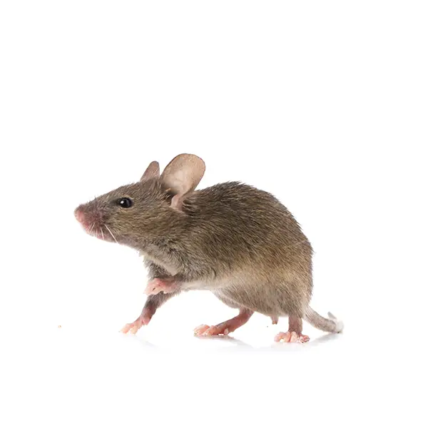 Gray rat on a white background - Keep pests away from your home with Bug Out in NC