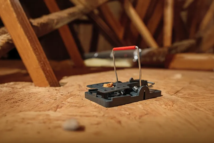 A modern plastic snap trap baited with food set on a wooden attic floor, highlighting the pest control debate of rodent baits vs snap traps.