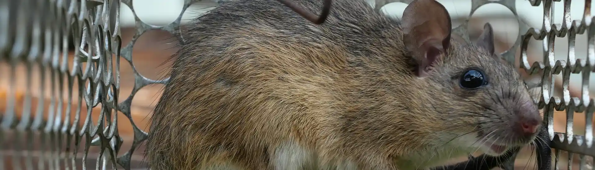 Close-up of a brown rat safely caught in a wire mesh live trap during a rodent exclusion process.