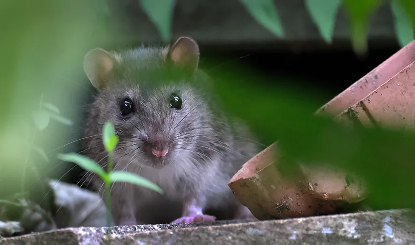 A wild brown rat peeking through green garden foliage near a terracotta pot, serving as a visual guide for rodent identification.