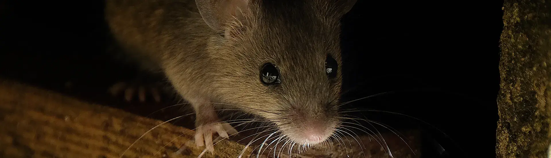 Extreme close-up of a mouse hiding in a dark wooden crevice, emphasizing the need for thorough and effective rodent treatment.