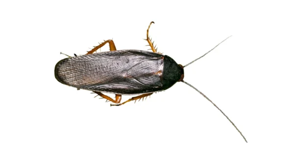 Smokybrown Cockroach