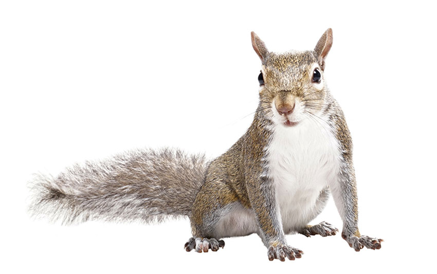 Squirrel Removal  Wildlife Control Experts in New York & Vermont