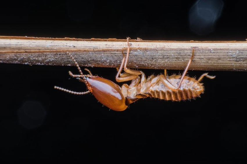 Termite