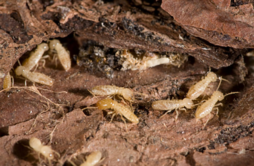 Termites in wood