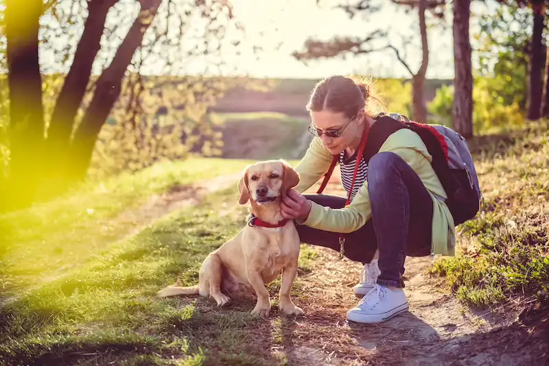 hiker checking their dogs for ticks
