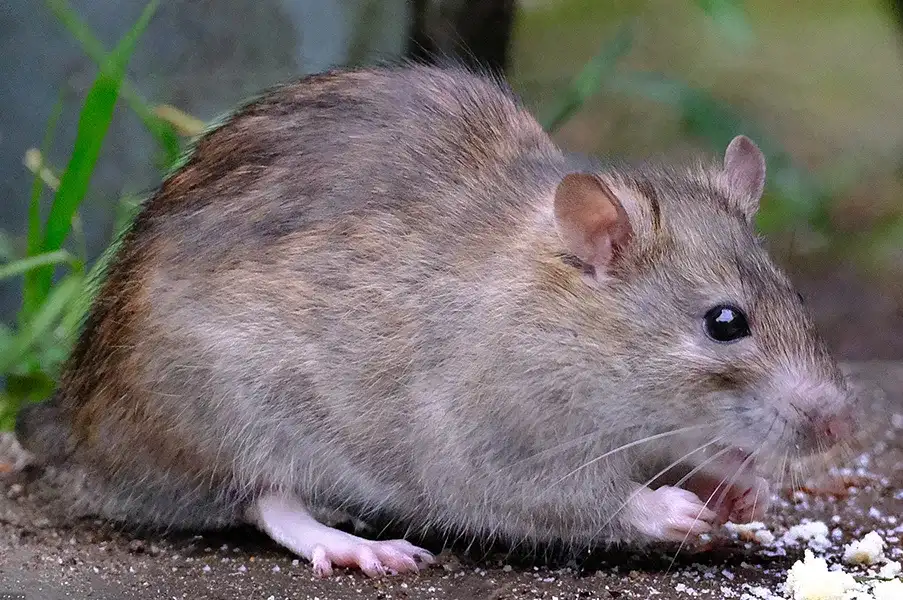 A brown rat sitting on the ground outdoors eating food crumbs, representing one of the common types of rodents in my area.
