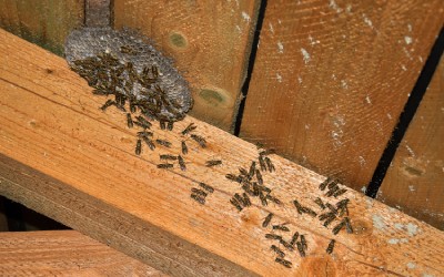 Wasps in attic