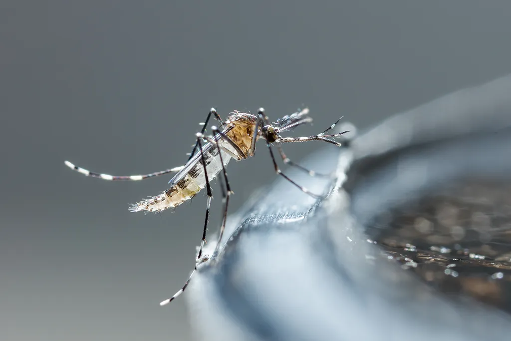 A mosquito perched on the edge of a bird bath