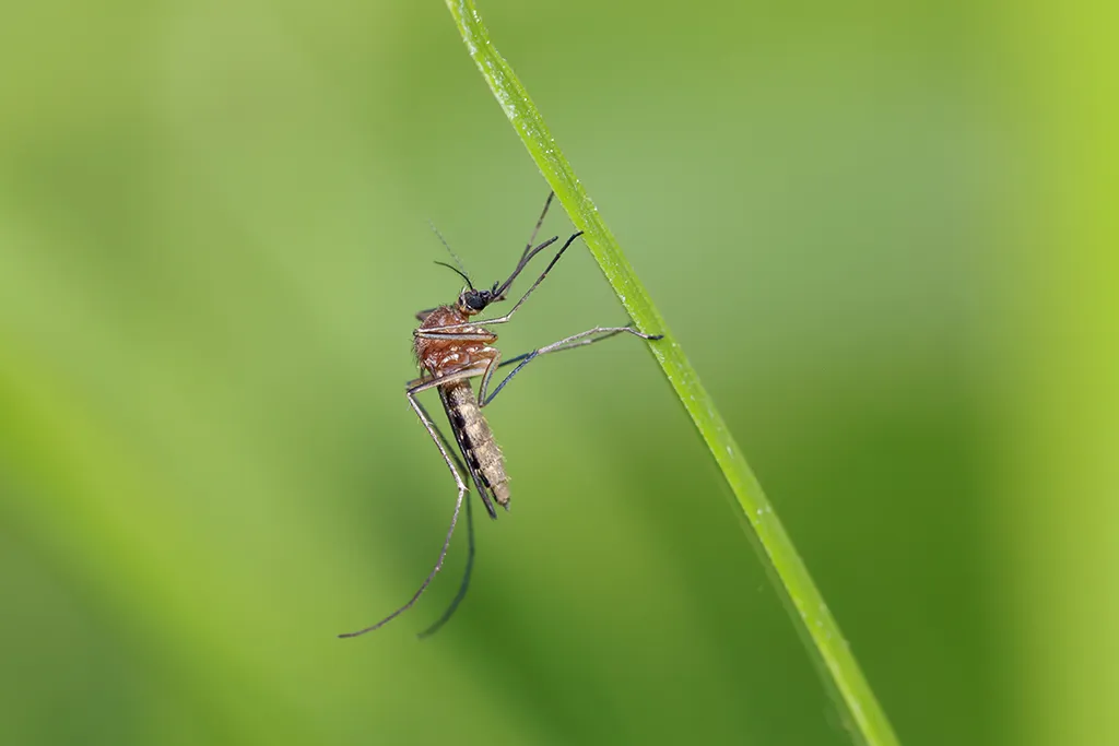 Close up of a mosquito on a blade of grass