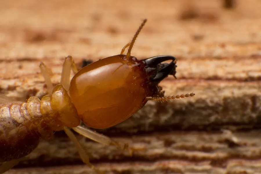 Close up of a termite on a wooden surface