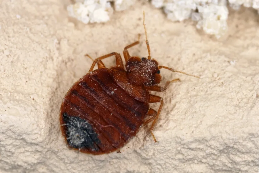 Extreme macro close-up of an adult bed bug showing its flat, oval-shaped, and reddish-brown body.