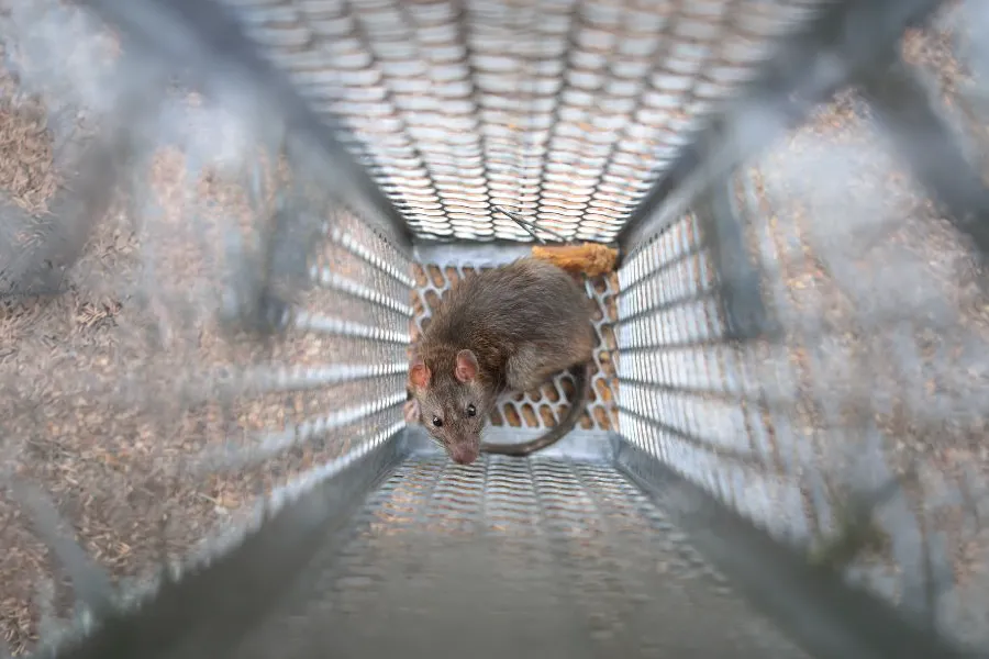 Top-down view of a rat secured inside a metal wire trap, showing how rodent exclusion methods work.