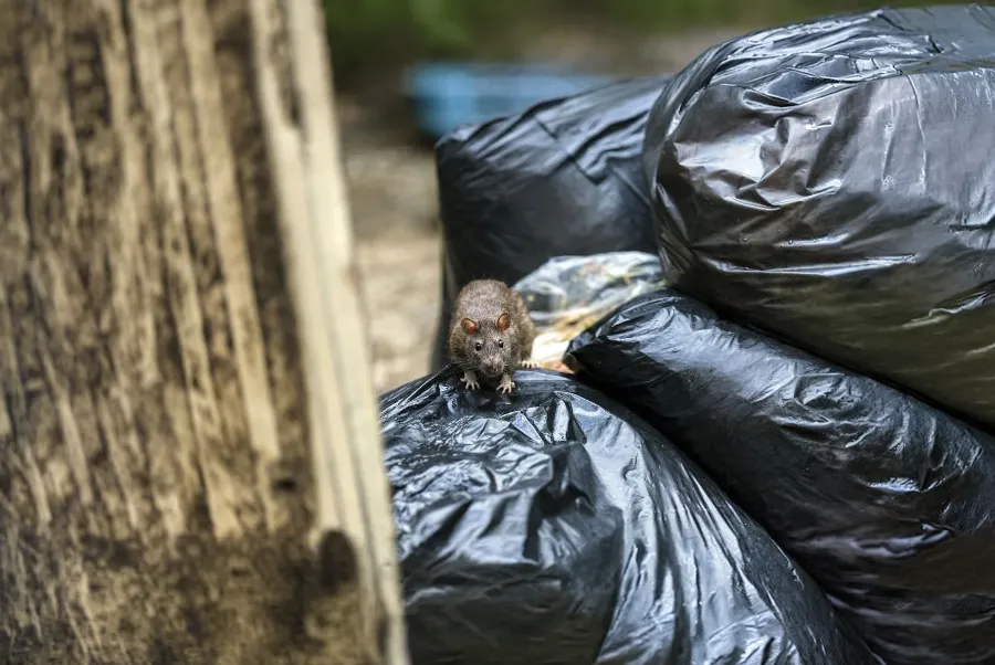 A rat scavenging on top of a pile of black outdoor garbage bags, highlighting common urban examples of where do rats live.